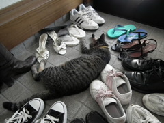 夏ばて猫に群がる靴