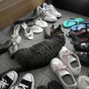 夏ばて猫に群がる靴