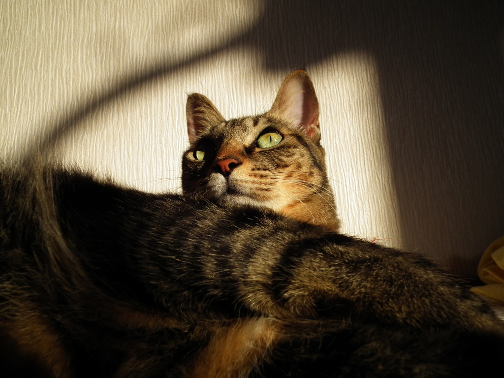 嘘の左の目