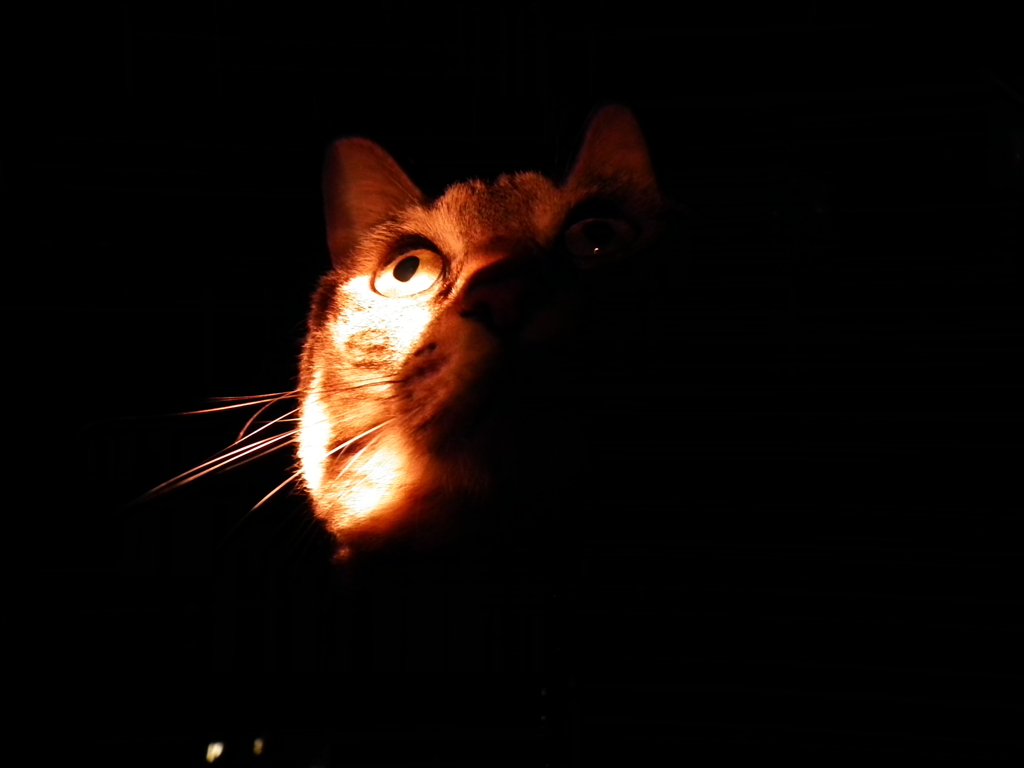 お化けを見たのか 化け猫！