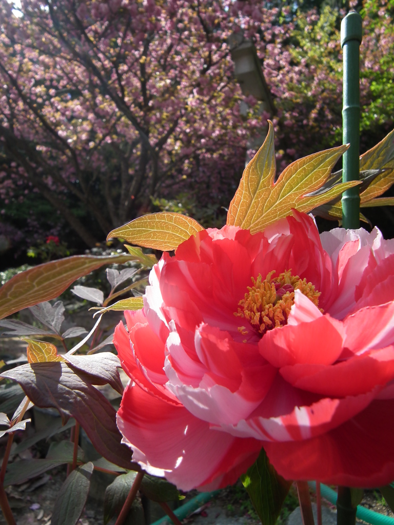 桜はあきらめてっ