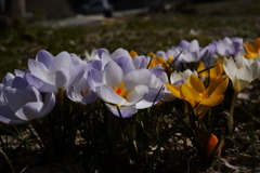 みんなに誘われて花撮っちゃいました