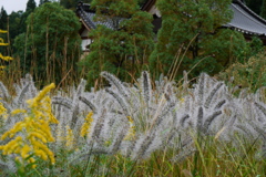 雨
