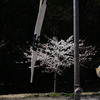 春まつり