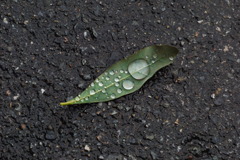 11月の雨