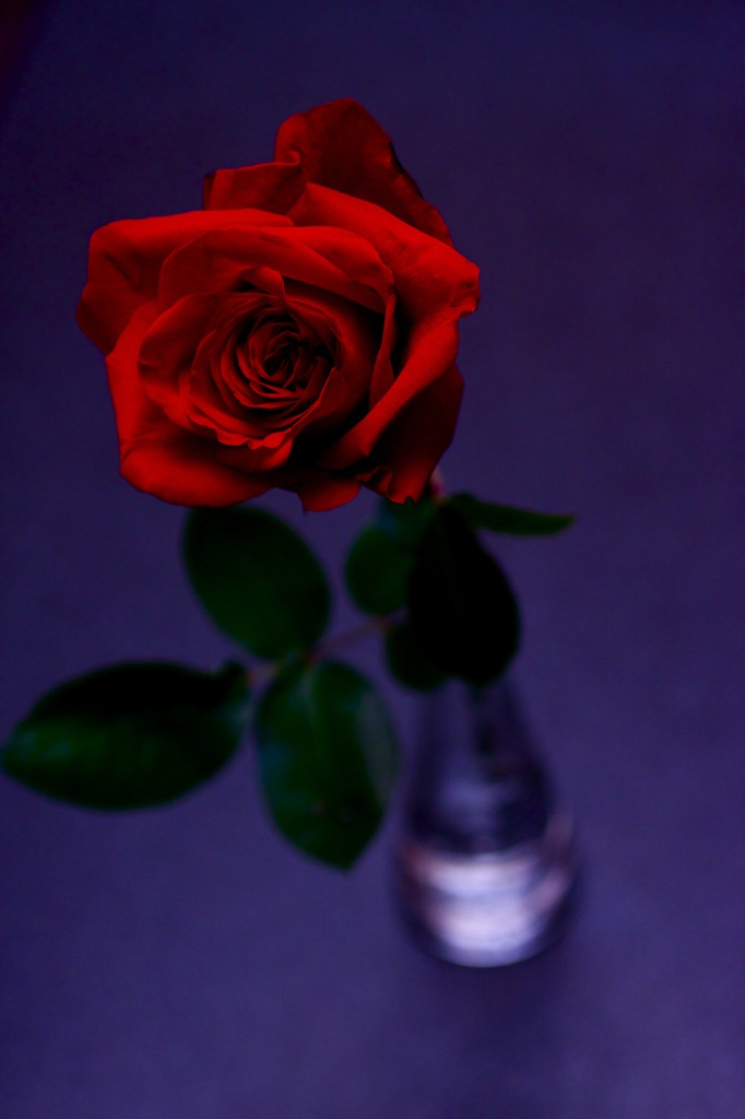 Red Rose