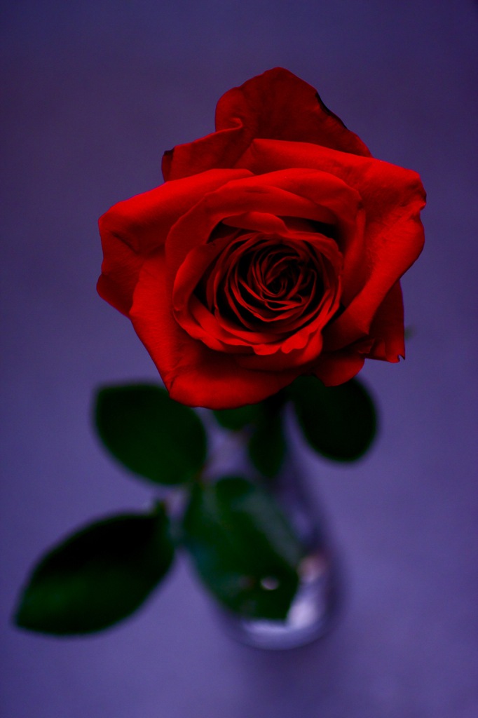 Red Rose
