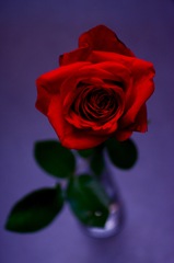 Red Rose