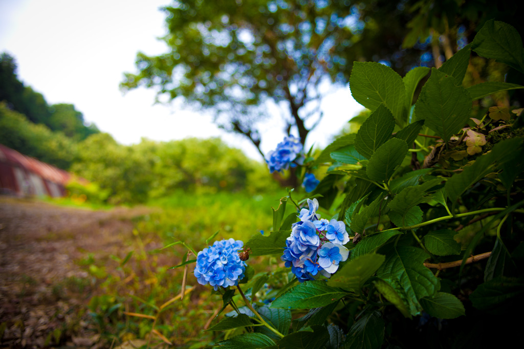 蝉と紫陽花
