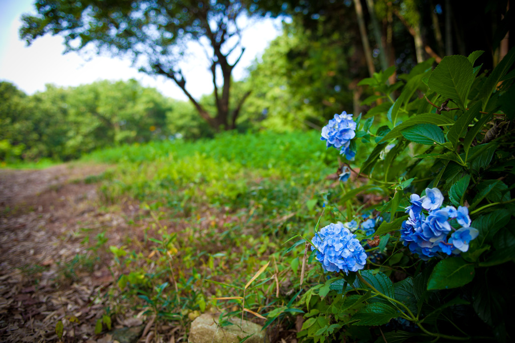 蝉と紫陽花