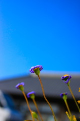 ビヨーン ビヨーン