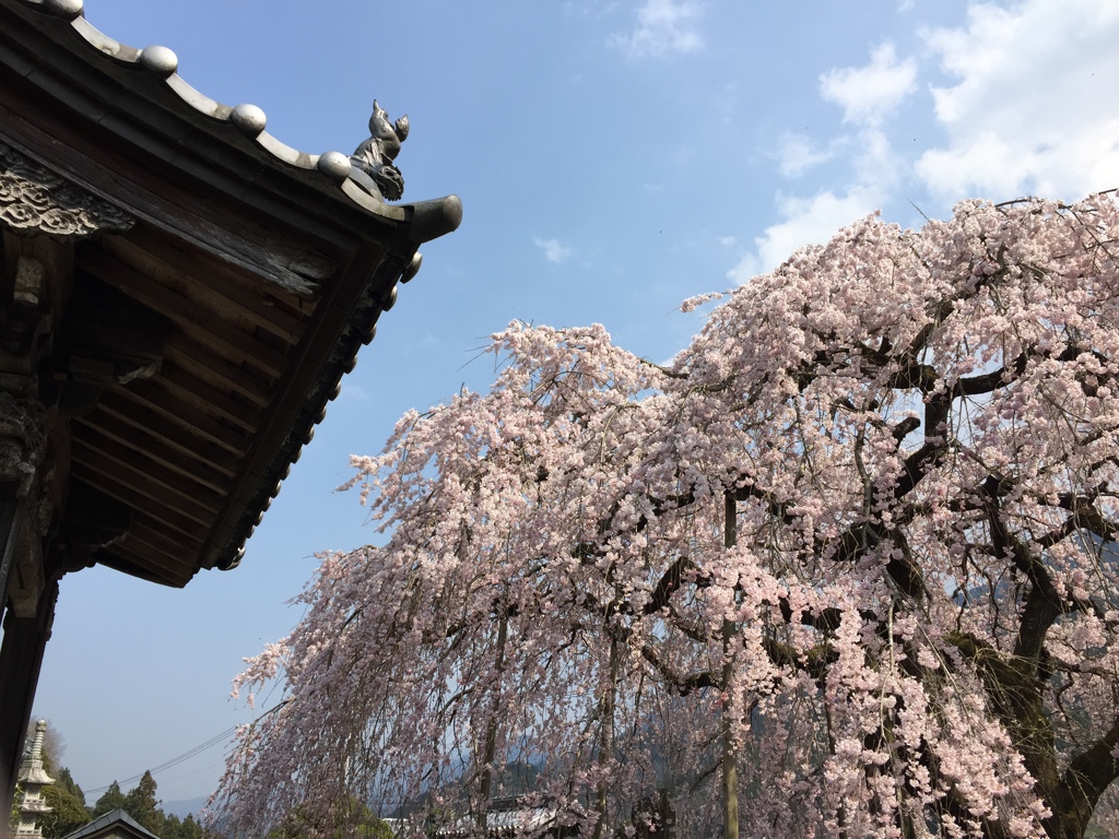 明王寺枝垂れ桜-2018-