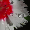 水滴１