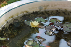 睡蓮②