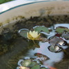 睡蓮②