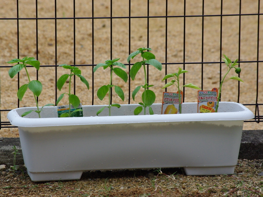 大きくなれよ～!!