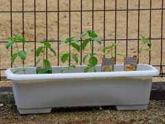 大きくなれよ～!!