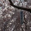 -SAKURA-2015 鬼籠野