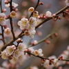 梅２０１１