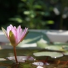 睡蓮