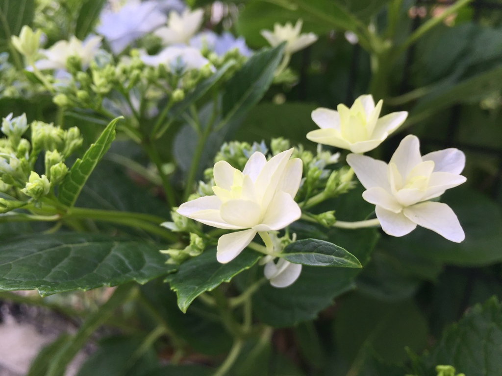 紫陽花