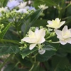 紫陽花