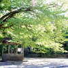 IMGP3262