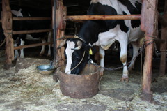 もう～邪魔だなぁ