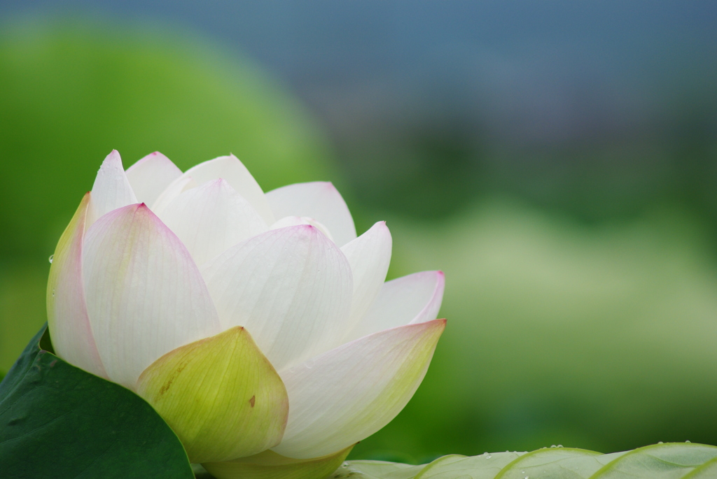 華麗に