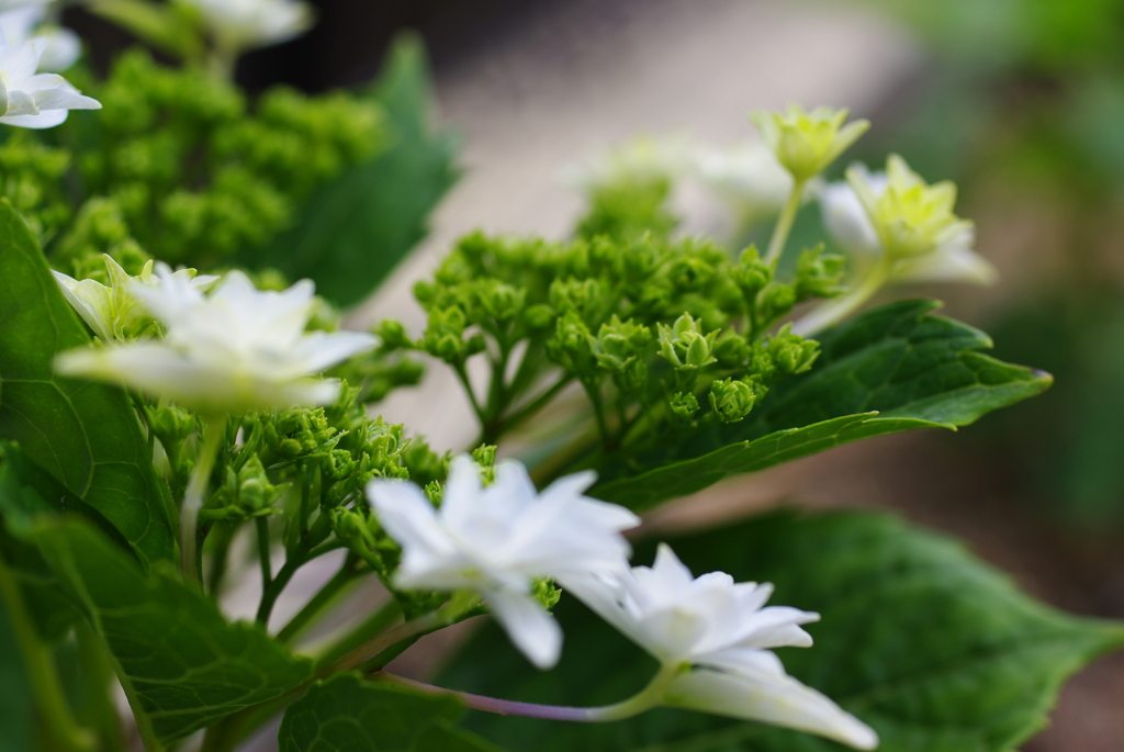 紫陽花