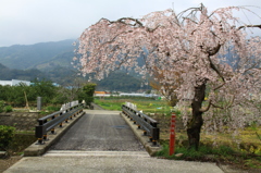 勝浦町さくらまつり１