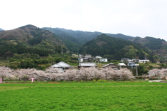 勝浦町さくらまつり２