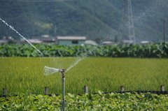 私に打ち水を