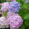 紫陽花②