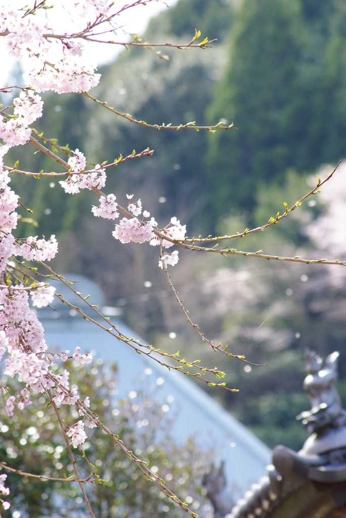 桜涙