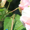 ハンター呆然・・・私も呆然