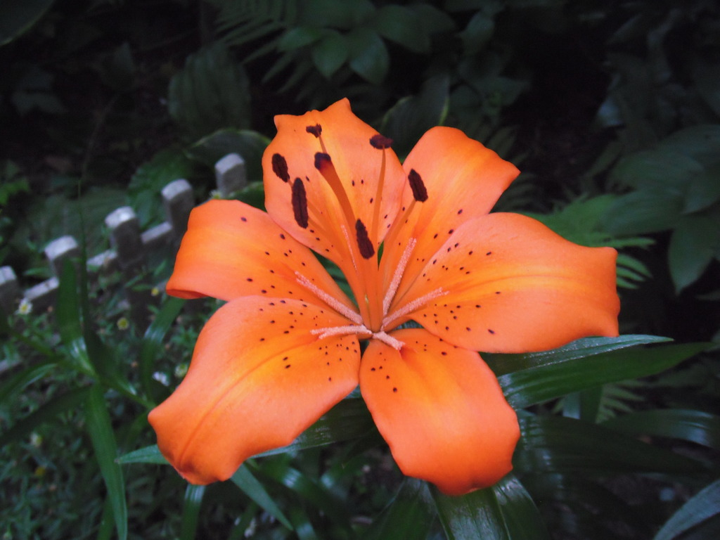 Lily