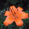 Lily