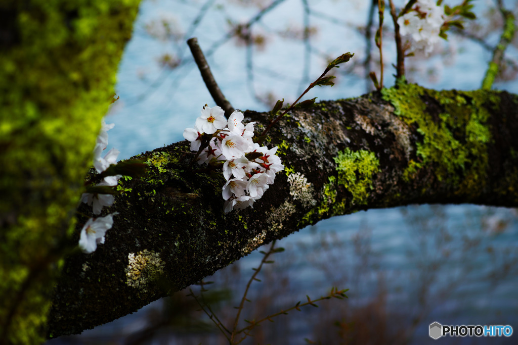 コケと桜