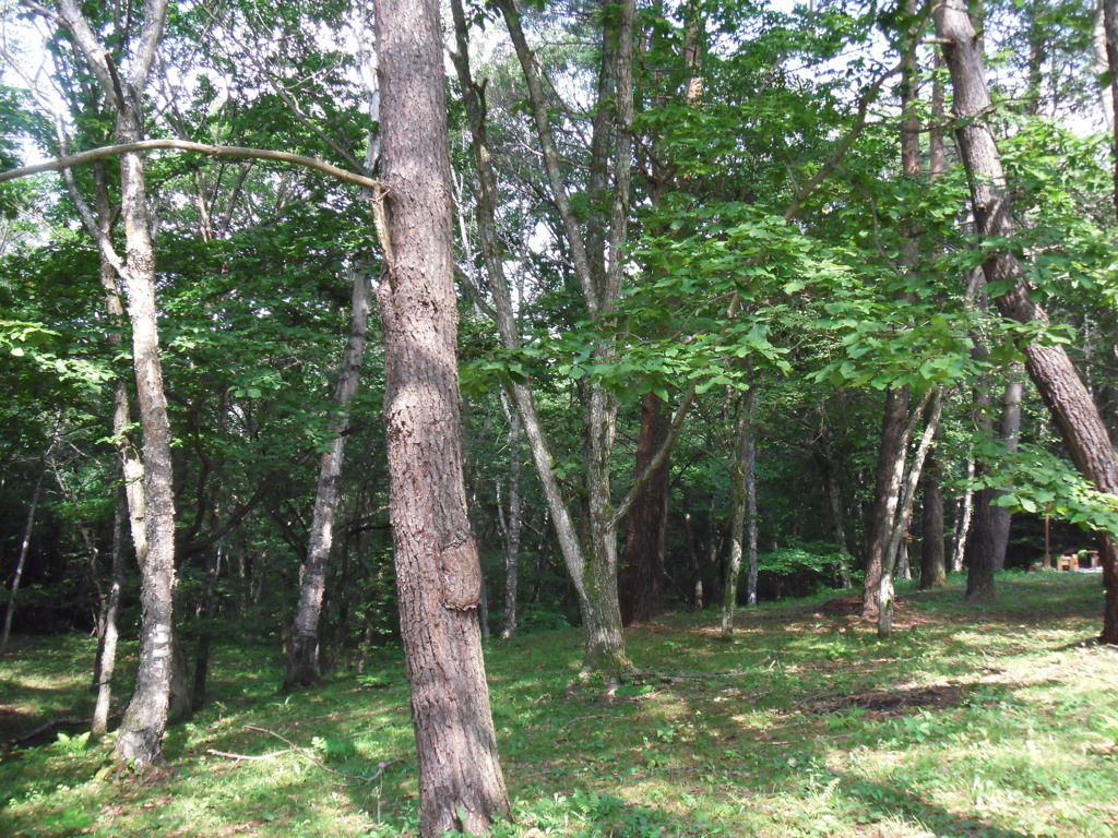 woods