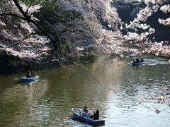 Cherry blossoms and Boats