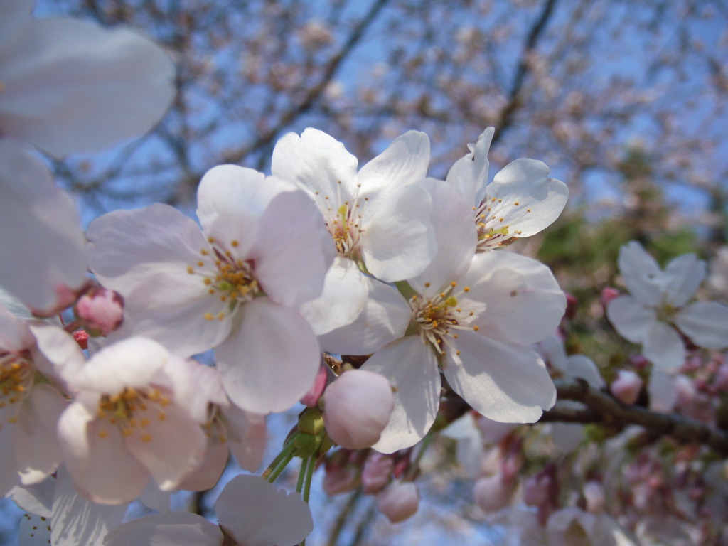 Cherry blossoms 