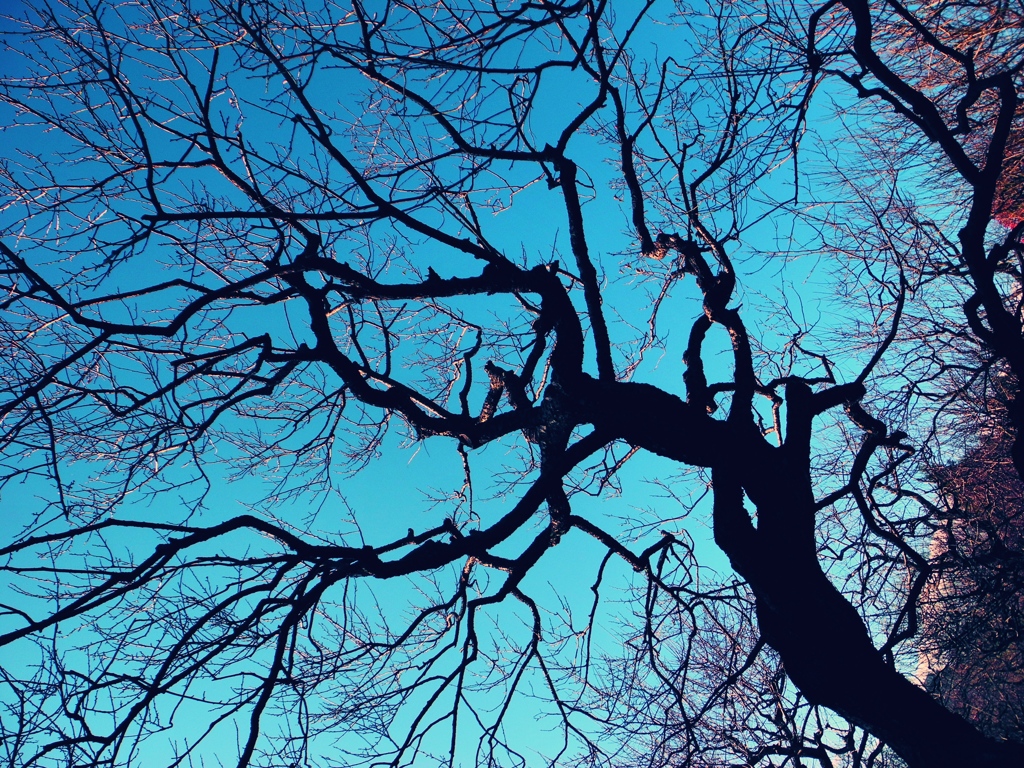 ume