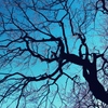 ume