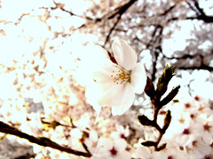 桜　咲く