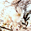 桜　咲く