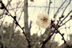 梅　開く