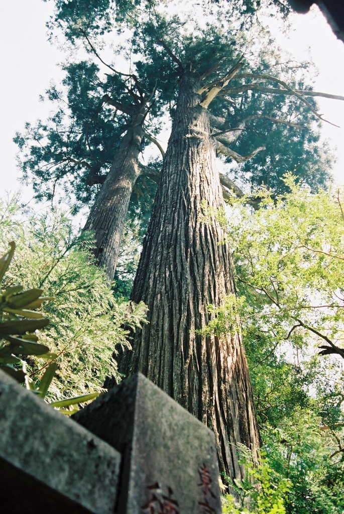 大木