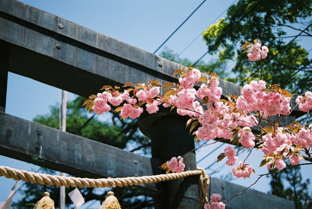鳥居と花