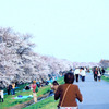 お花見